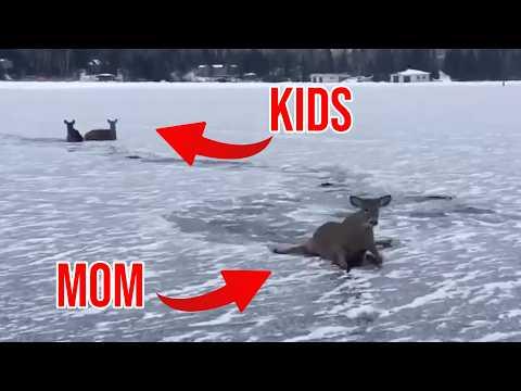 Ice Skater Saves Entire Family of Deer #Video