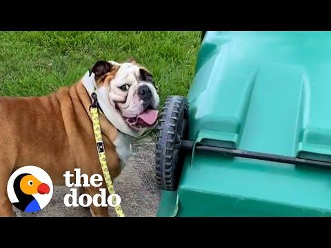 This Bulldog Is A Menace To Garbage Cans #Video