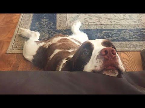 Puppies are on Earth to MAKE US LAUGH #Video