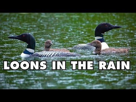 Thunder and Heavy Rain on a Pond With a Beautiful Loon Family Swimming and Calling in the Downpour #