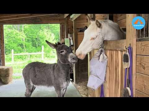 A Blind Horse Lost Her World — Until A Tiny Donkey Guided Her Home #Video