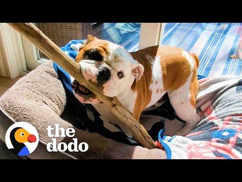 This Bulldog Wants One Thing: The Biggest Stick #Video