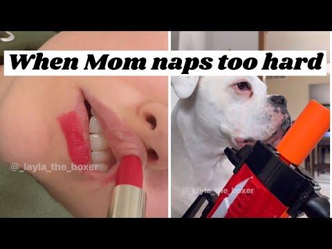 When Mom naps too hard - Layla The Boxer #Video