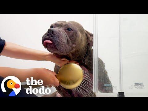 Paralyzed Pittie Loves Bath Time With His Mama #Video