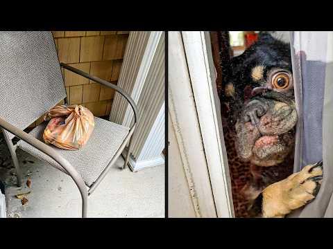She Knew It Was Time | YOUR Daily Dose of Pets. #Video