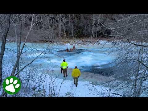 Men Rush to Rescue Deer Family Stranded on Thin Ice #Video