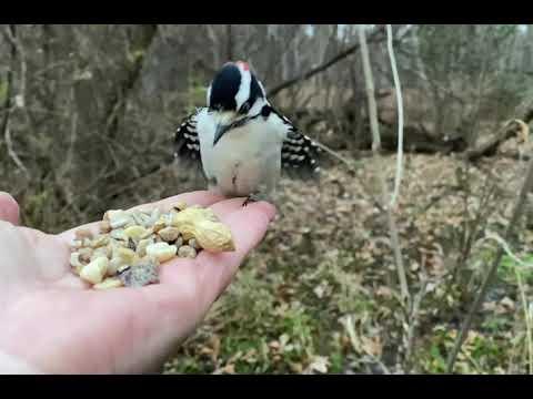 Hand-feeding Birds in Slow Mo - Downy Woodpecker, Chickadee, Tufted Titmice #Video