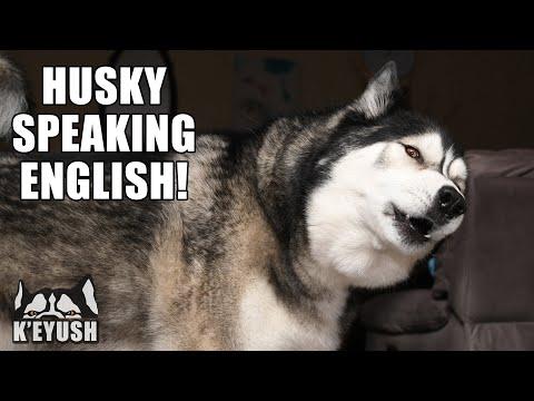 The BEST ENGLISH Word My HUSKY Can SPEAK Video!
