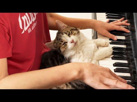 This Tiny Kitten and Her Dad Turn the Kitchen Into Their Skating Rink