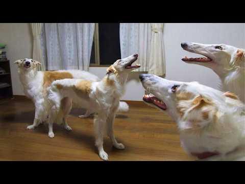 Nobody Can Explain Why Dogs Are So Ridiculous! #Video