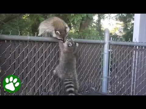 Watch the Moment This Mother Raccoon Realizes Her Babies Are Safe #Video