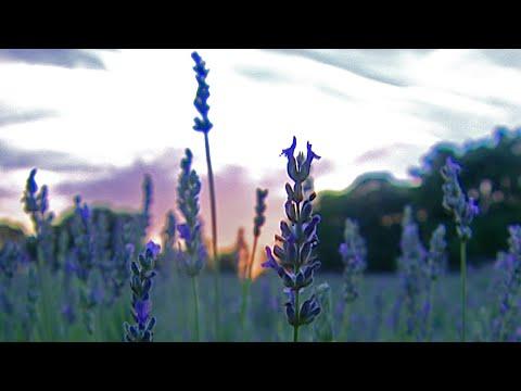 Lavender Farm (Texas Country Reporter) #Video