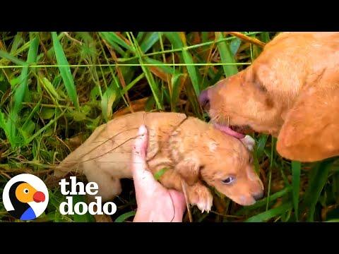 Dog Leads Rescuers To Her Puppies Deep In Jungle #Video
