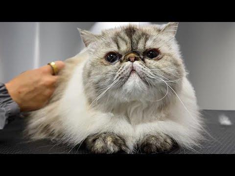 Grumpy Cat Gets a Bath...And You Won't Believe Her Reaction #Video