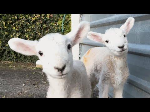 See what happens when a lamb thinks you're mommy #Video