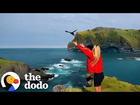 People Are Throwing Puffins Off Cliffs To Save Them  #Videoo