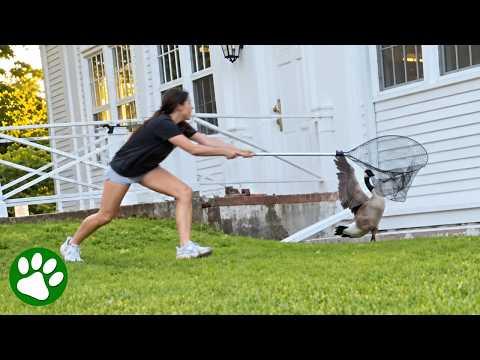 Woman Jumps Into Action To Save Goose #Video