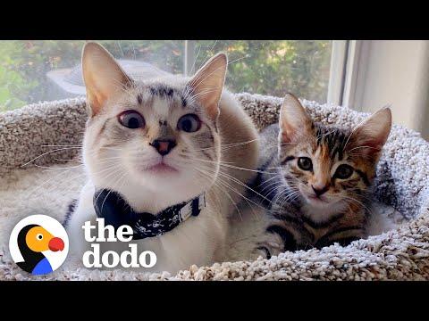 Cat Goes From Total Shock At New Kitten To Carrying Her In His Mouth #Video