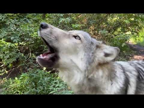 Wolf Brothers Sing Wild Harmonies #Video