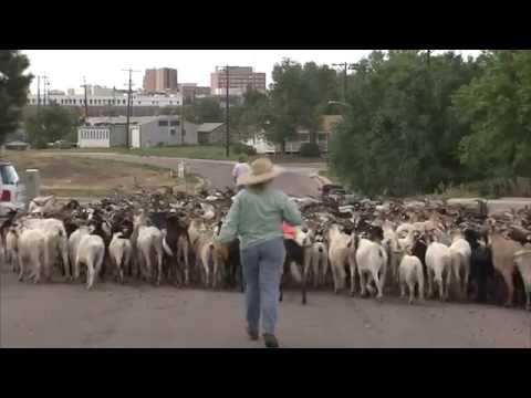 Goat Lady (Texas Country Reporter)