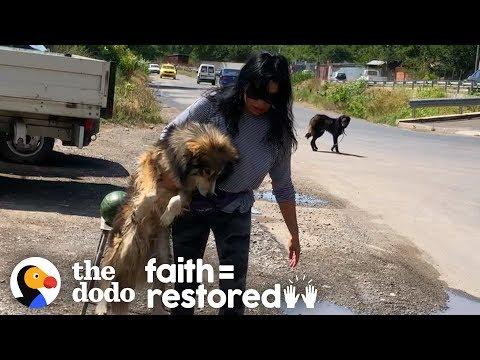 Woman In Romania Spends Days Trying To Catch Terrified Street Dogs | The Dodo Faith = Restored