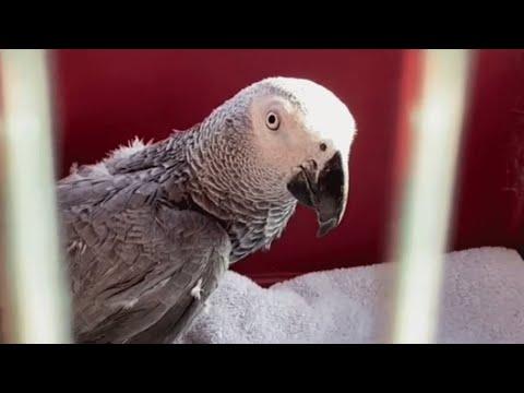 Bird can't fly for sad reason. But his brain would make Einstein proud. #Video