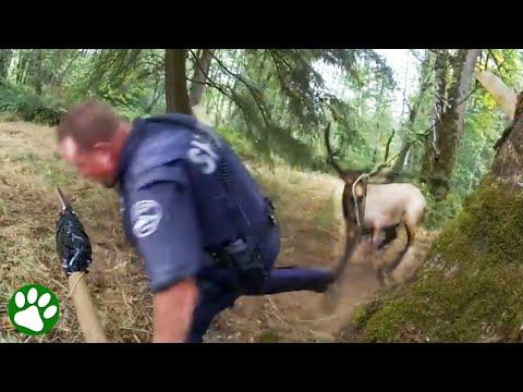 Deputies' Heroic Rescue of a Distressed Elk #Video