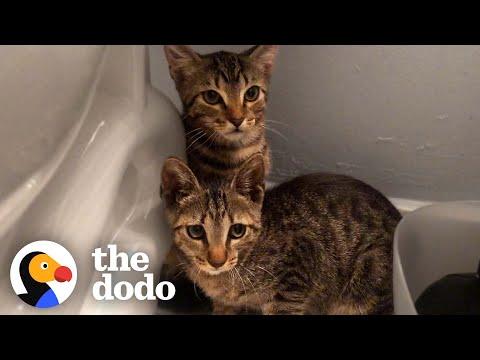 These Feral Kitten Siblings Transform Into Completely Different Cats #Video