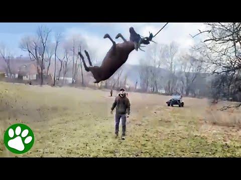Men Rescue Deer Swinging In The Air #Video
