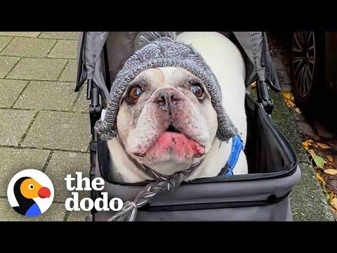 Talkative Frenchie Has The Most Unique Voice #Video