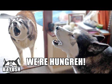 How My Husky Tells Me He’s Hungry in English! Video.