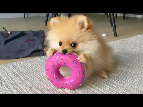Cute Pomeranians Are Actually Hilarious and DRAMATIC! #Video