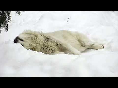 Your Moment of Calm - Wolf Making Snow Angels #Video