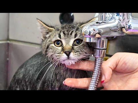 Two Adorable Stray Tabby Kittens Get Their First Bath #Video