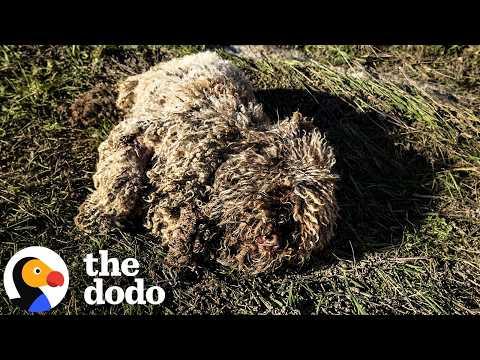 Guy Thought She Was A Sheep — But She Was A Dog Who Needed Help #Video