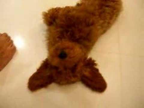 Red Poodle QQ At 3 Months Old Doing More Stuff