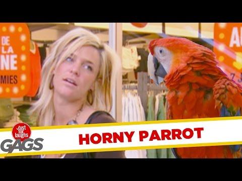 Parrot Gets Flirty Prank