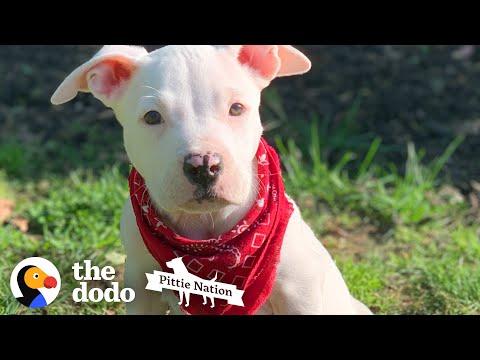 Little Pittie Puppy Video - He Is Determined To Run On His Own