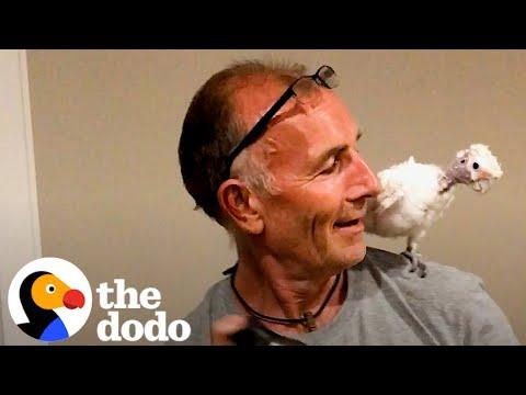 30-Year-Old Bird Is Determined For Dad To Love Her #Video