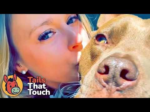 This 'Scary' Pit Bull Waited 500 Days in a Shelter… Then She Saw Him.