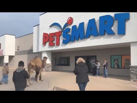 Taking A Camel To The Store. Your Daily Dose Of Internet