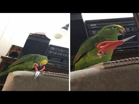 When you have a parrot with 200 IQ #Video