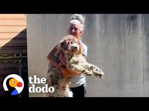Neglected Aussiedoodle Finally Opens Up To Mom  #Video