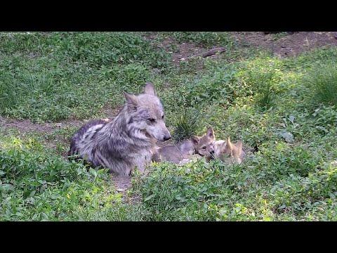 Wolf Fatherly Love #Video