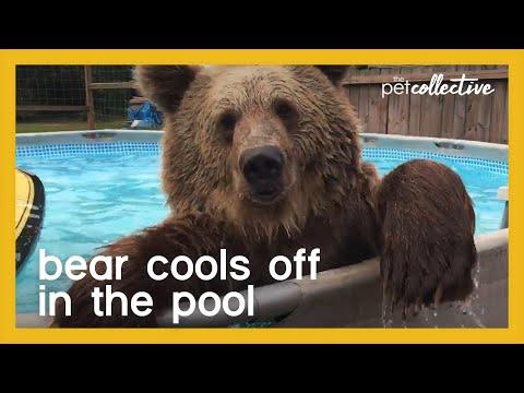 Bear Goes for Swim in Pool