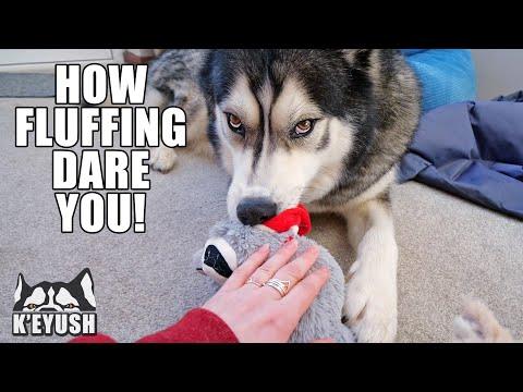My Husky Gets Jealous if I Pet His Toys Instead of Him! Video.