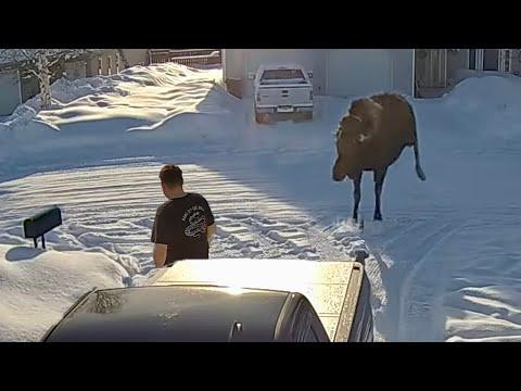 Poor Guy Never saw the Moose Coming! #Video