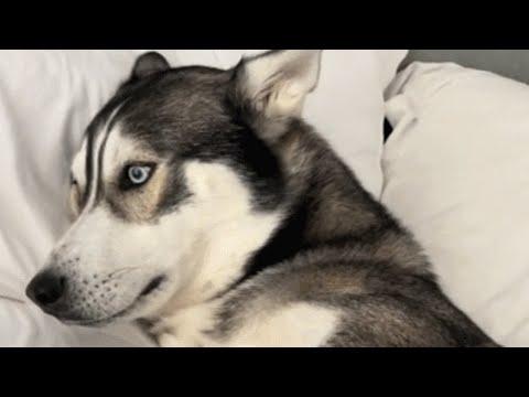 Dumped by family, husky stopped howling until... #Video