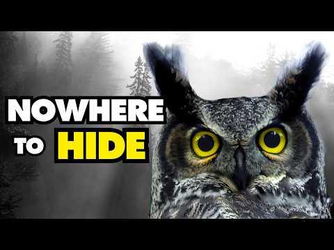 What Makes the Great Horned Owl so Great? #Video