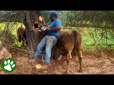 Man uses chainsaw to save a life #Video